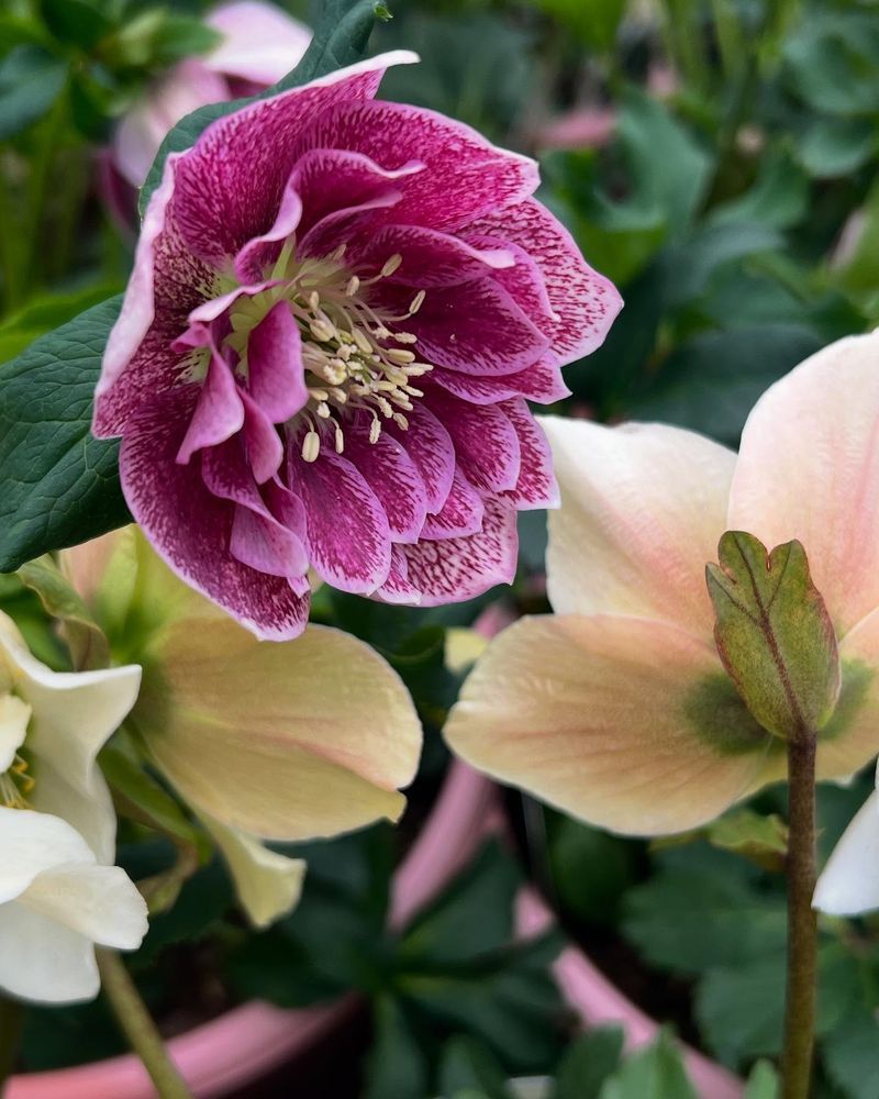 Lenten Rose