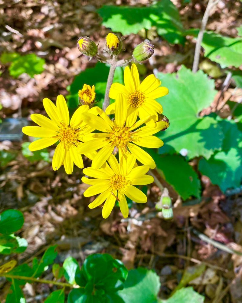 Leopard Plant (Ligularia)