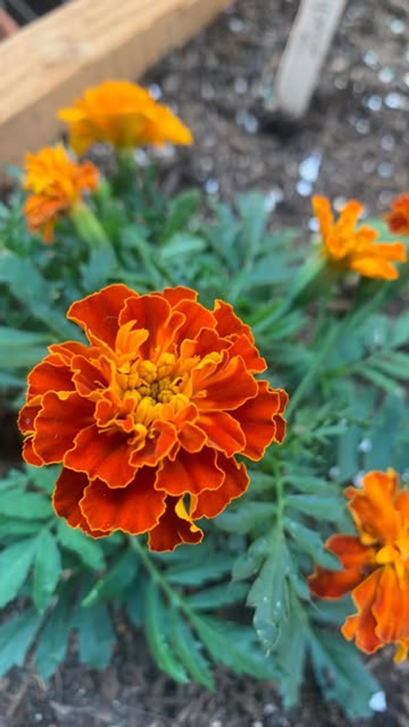 Marigolds For Pest Control