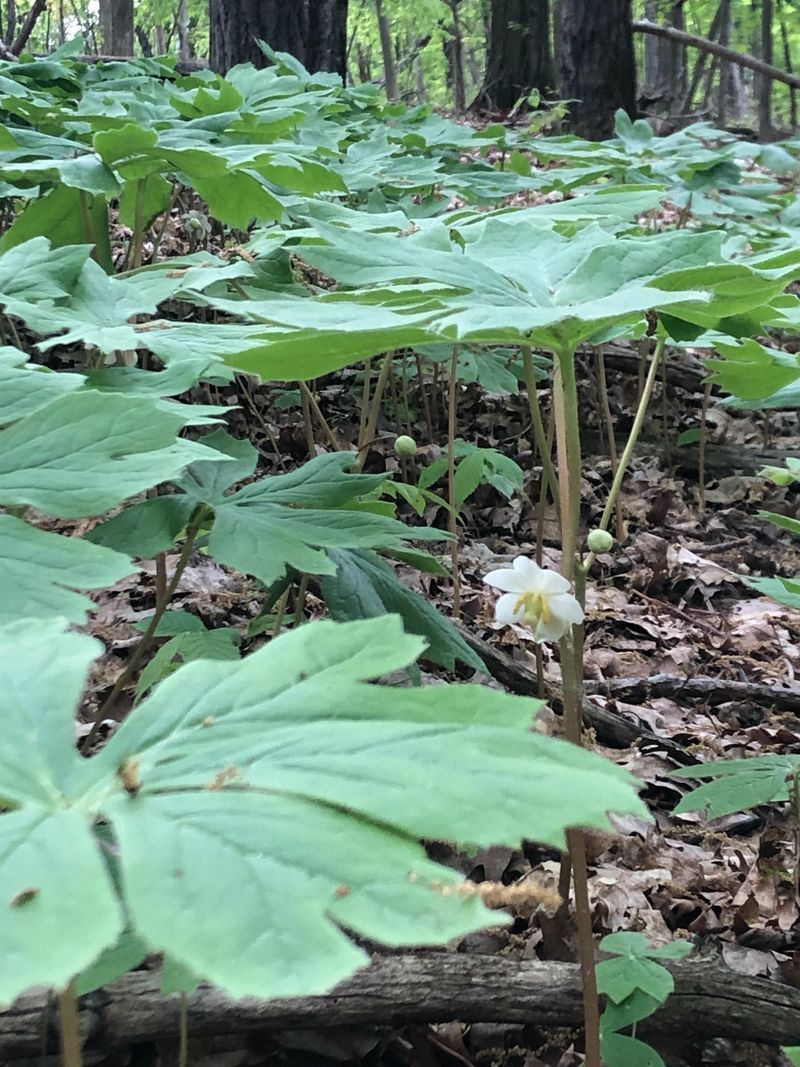 Mayapple (Podophyllum peltatum)