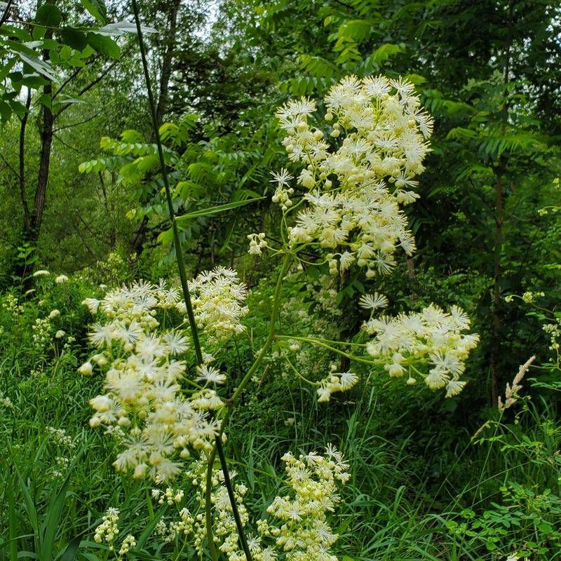 Meadow Rue (Thalictrum)
