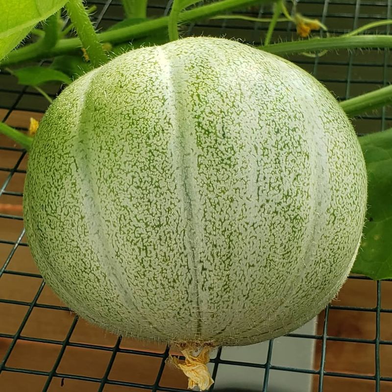 Melons