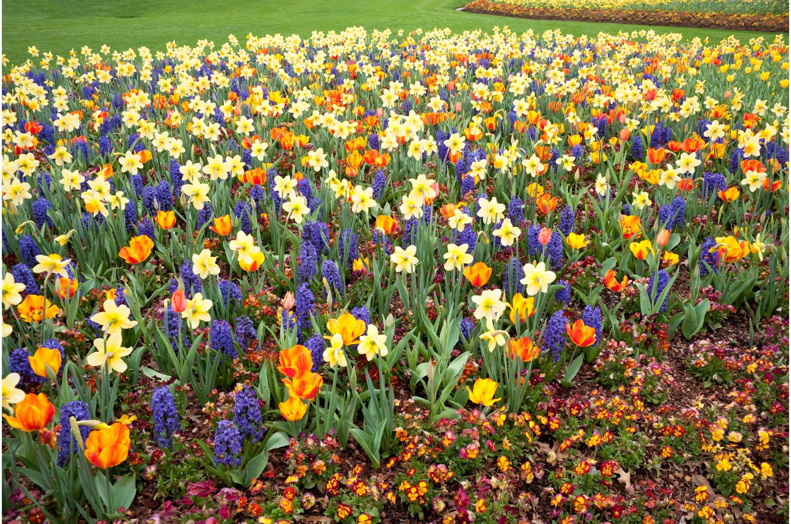 Mixed spring bulbs