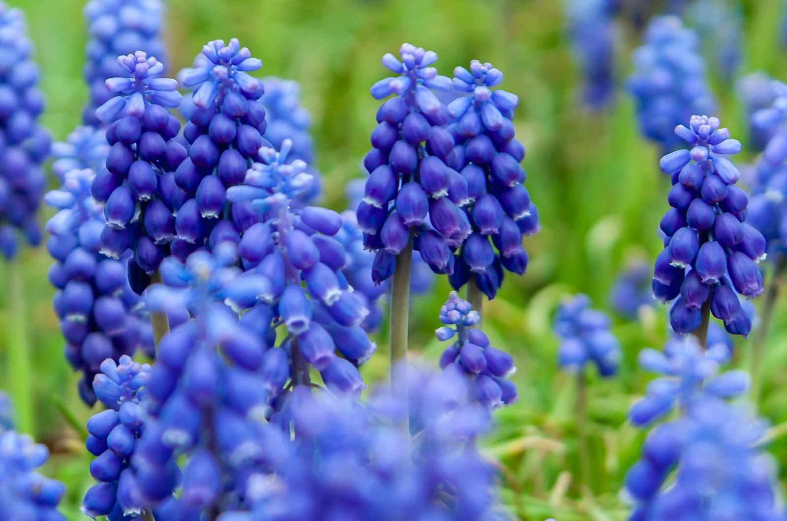 Muscari Flowers