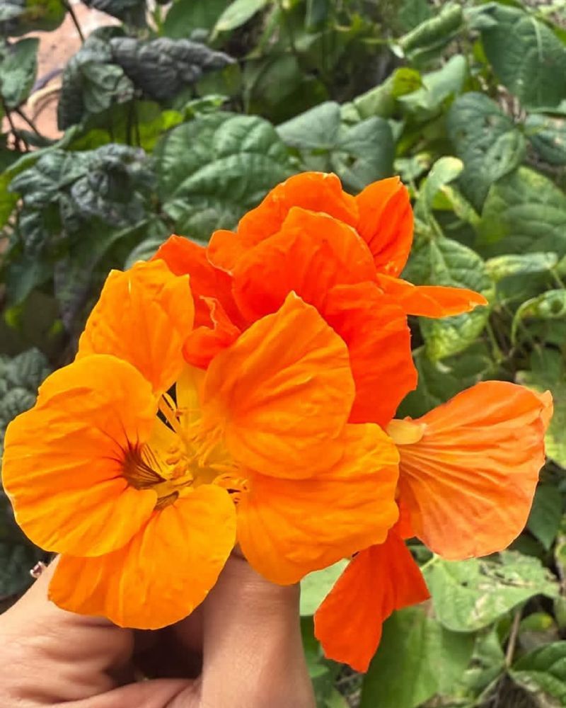 Nasturtiums For Edible Flowers
