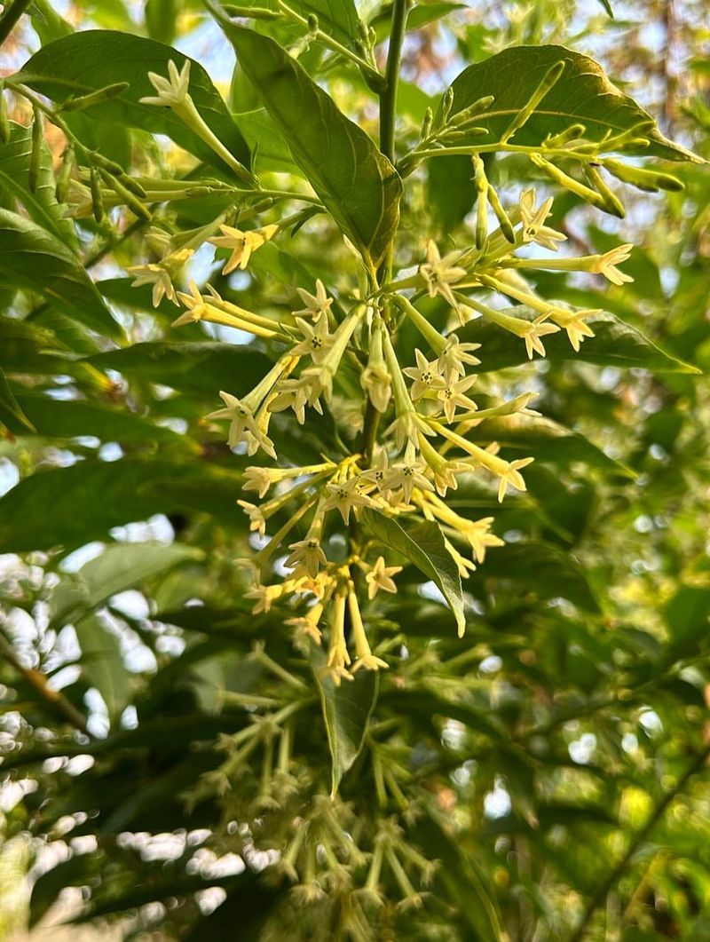Night-Blooming Jasmine (Cestrum nocturnum)