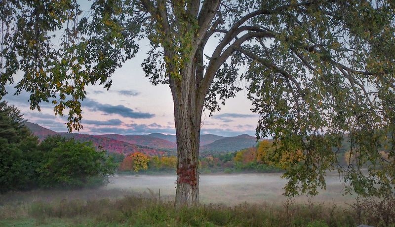 November Tree Spirits: Deep-Rooted Souls with Nurturing Hearts