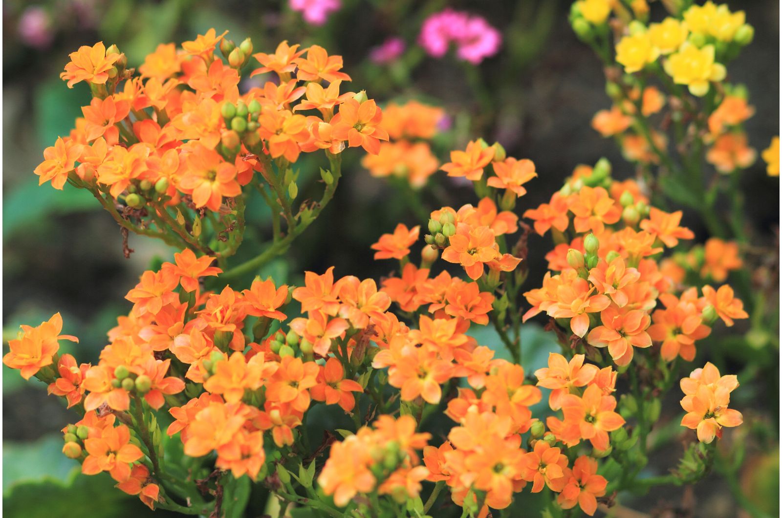 Orange Sweet Alyssum