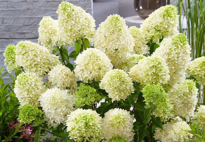 Panicle Hydrangea (Hydrangea paniculata)