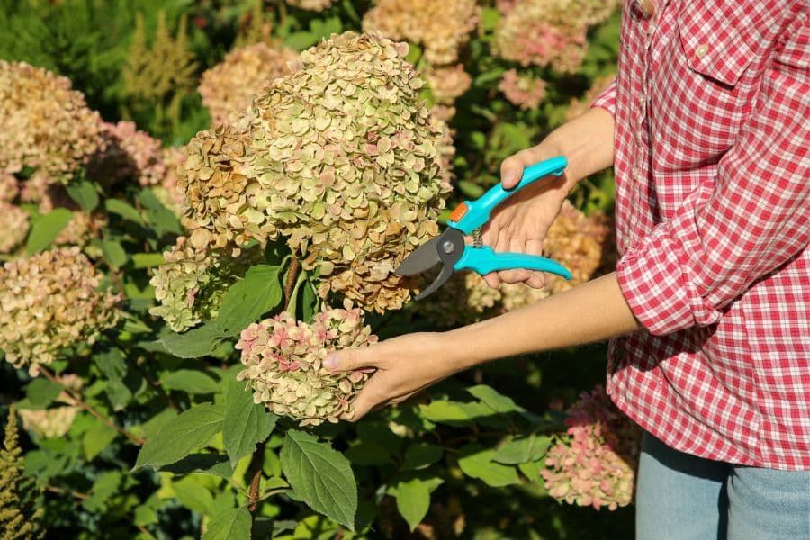 Person using hand pruners to trim back old hydrangea flower heads demonstrating essential things to do in March for healthy hydrangea.
