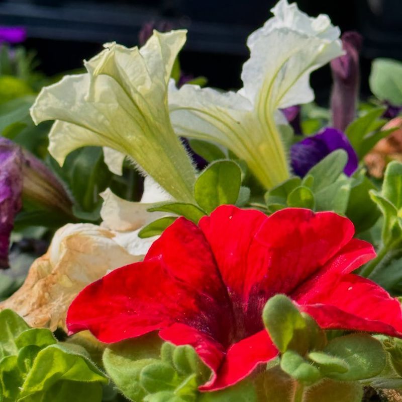 Petunias For Color
