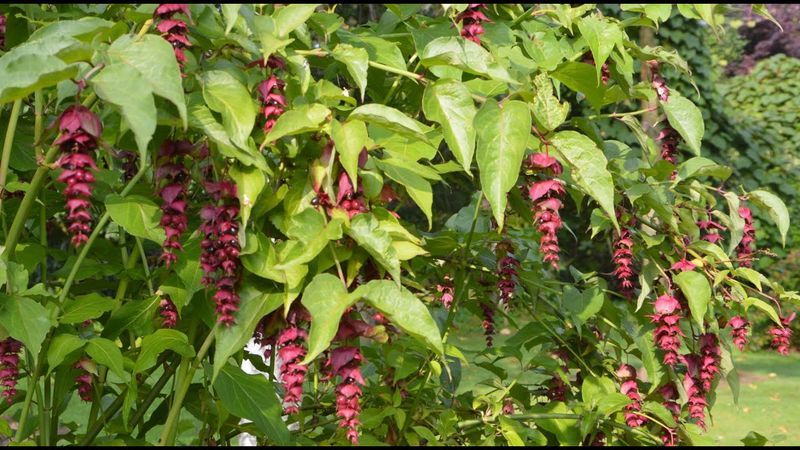 Pheasant Berry (Leycesteria formosa)