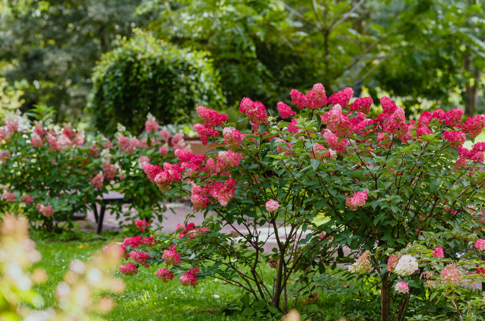 Pink Hydrangea paniculata