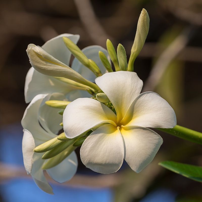 Plumeria (Frangipani)