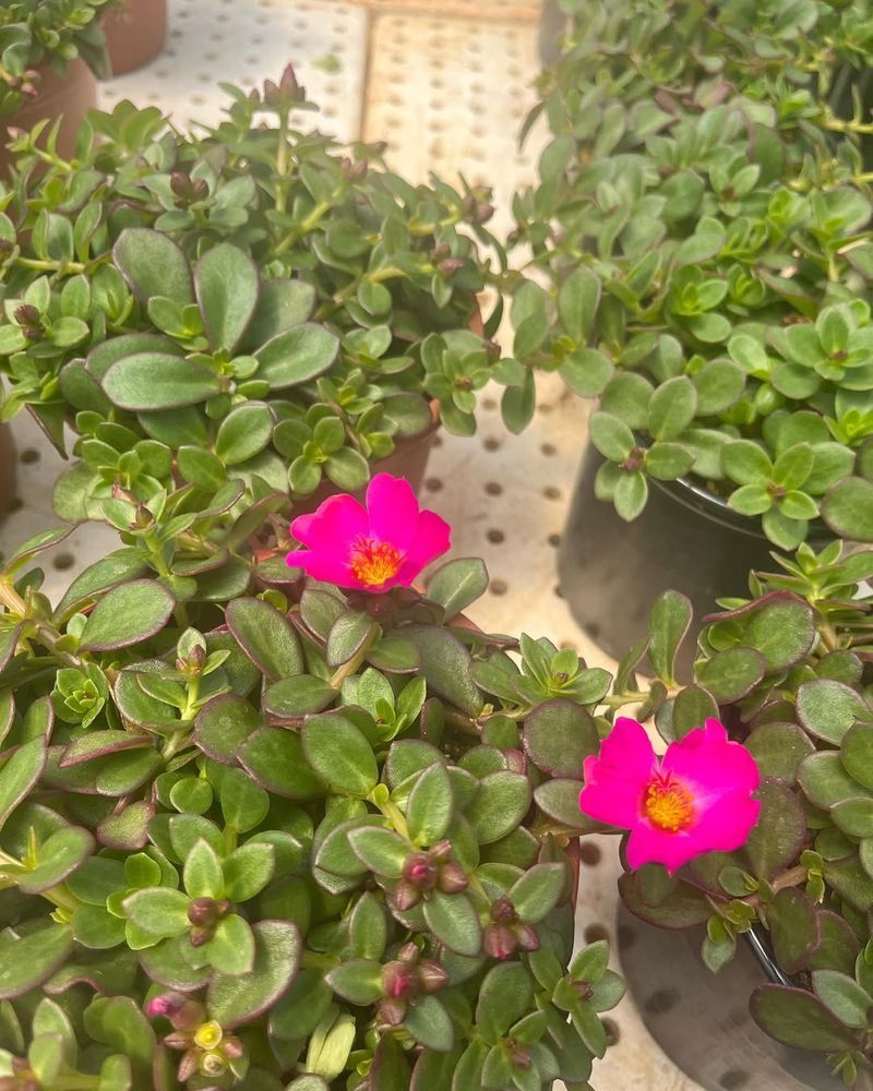 Portulaca For Heat Tolerance