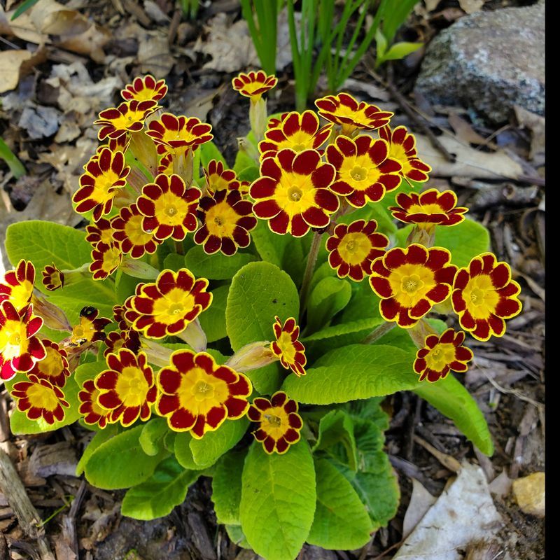 Primrose (Primula)