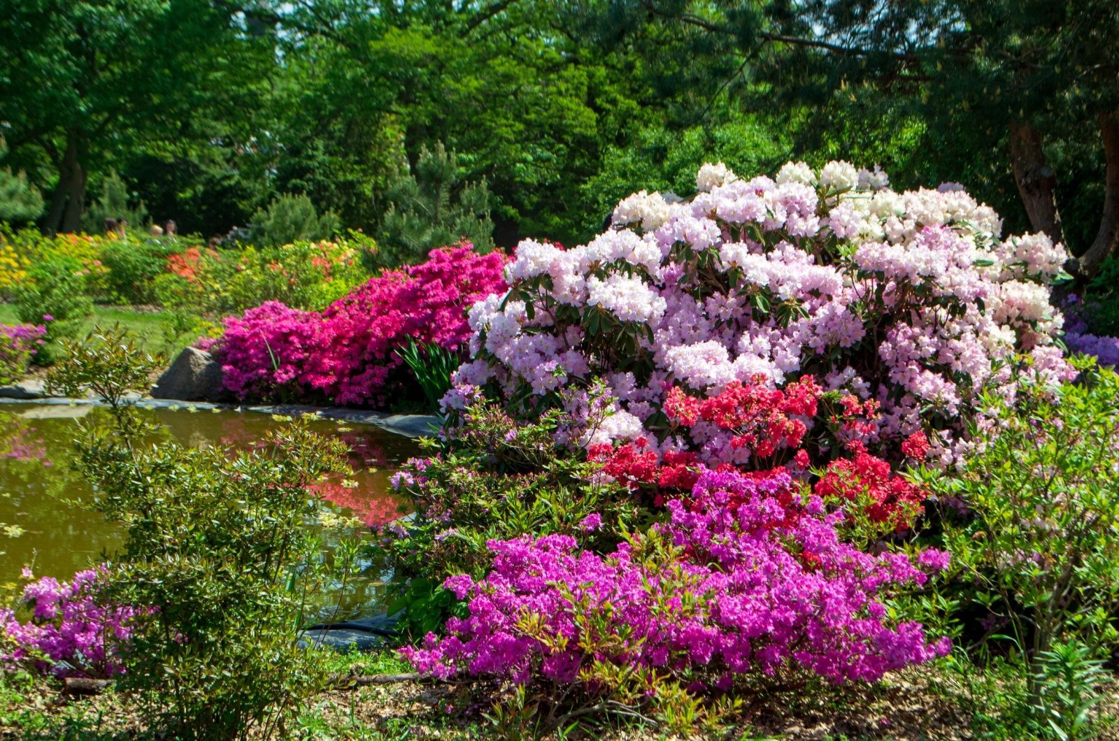 Rhododendrons