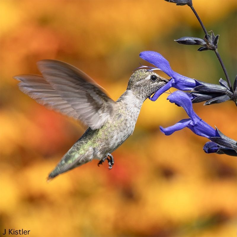 Salvia For Hummingbirds