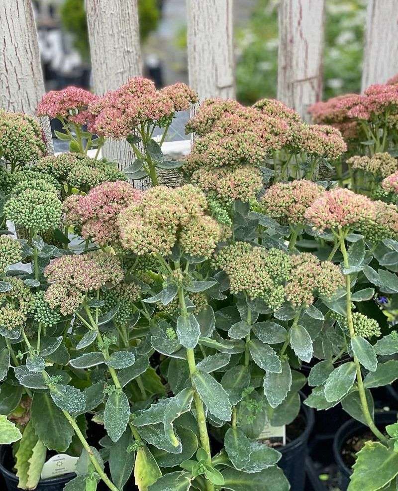 Sedum 'Autumn Joy'