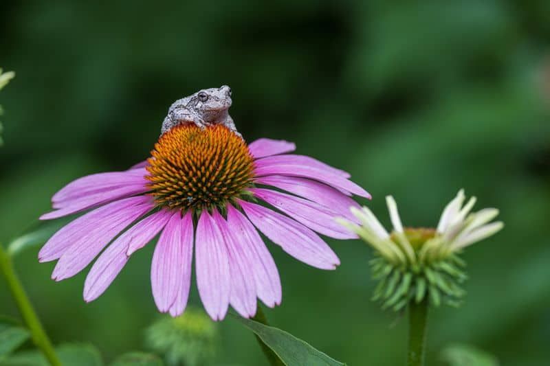 September Flower Souls: Blooming Beauty with Hidden Strength