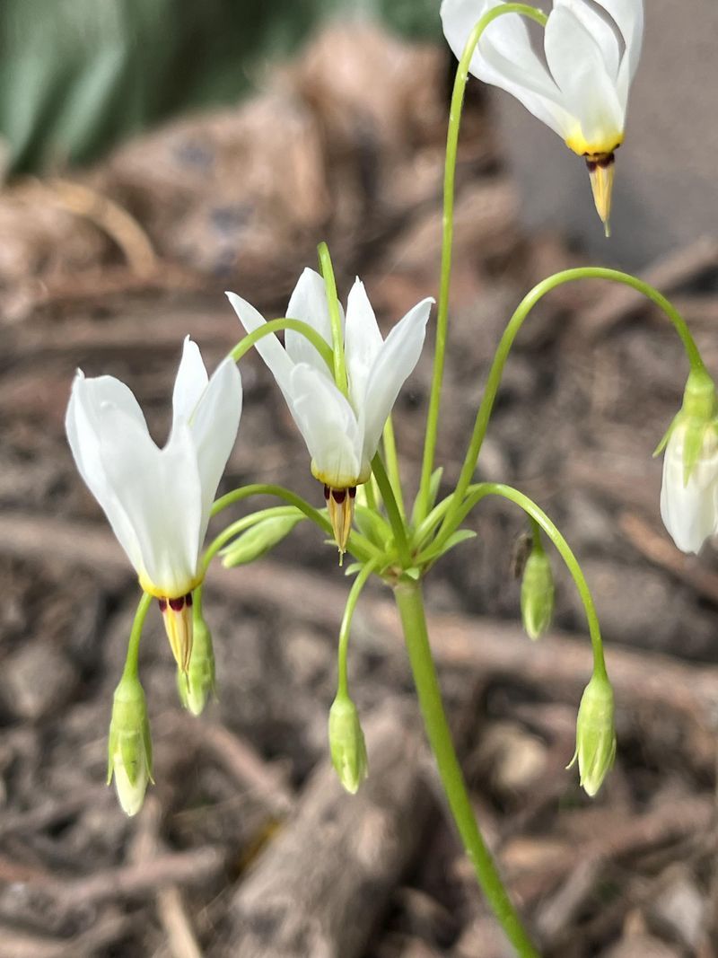 Shooting Star (Dodecatheon meadia)