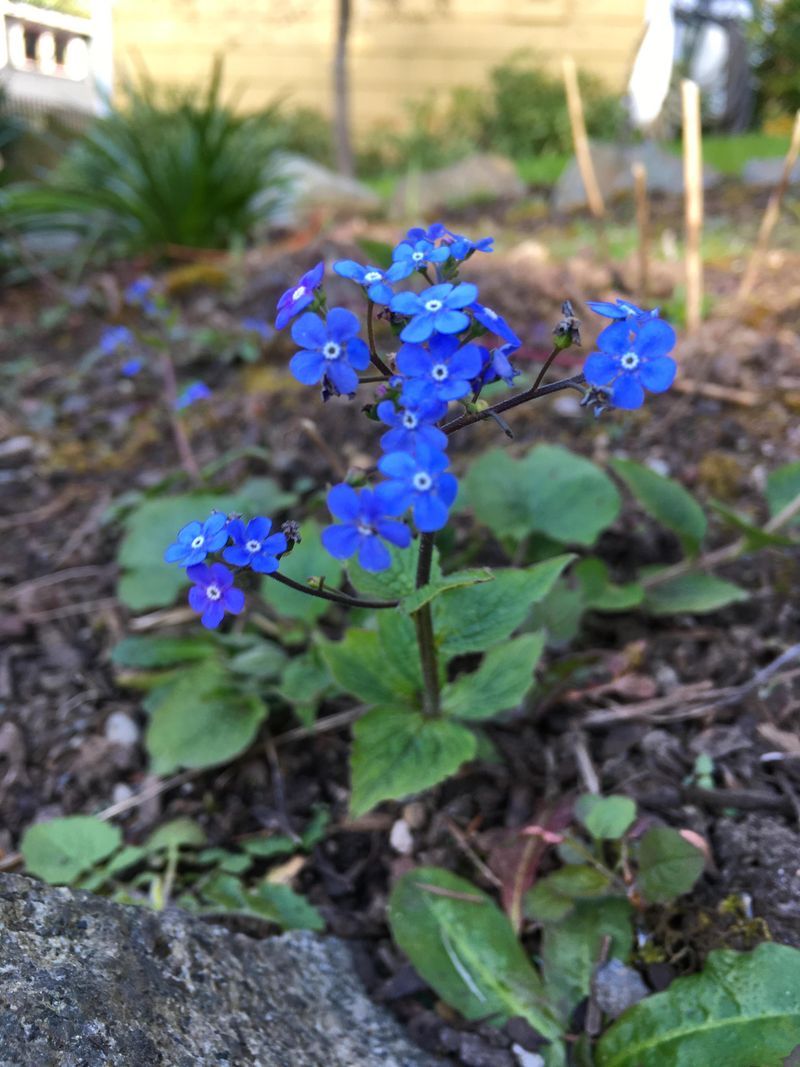 Siberian Bugloss (Brunnera macrophylla)