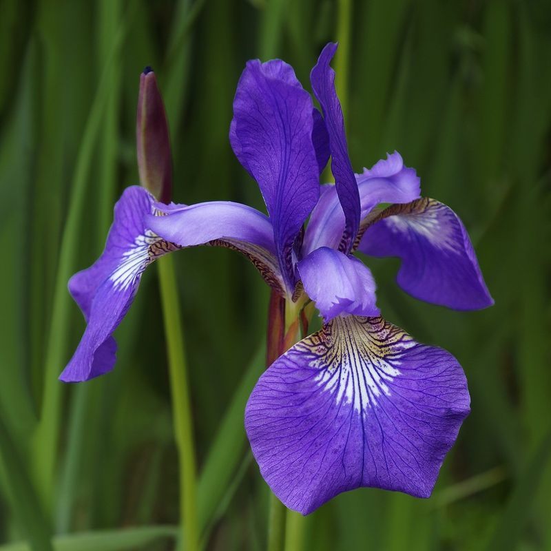 Siberian Iris