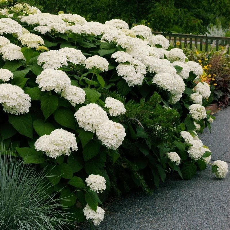 Smooth Hydrangea (Hydrangea arborescens)