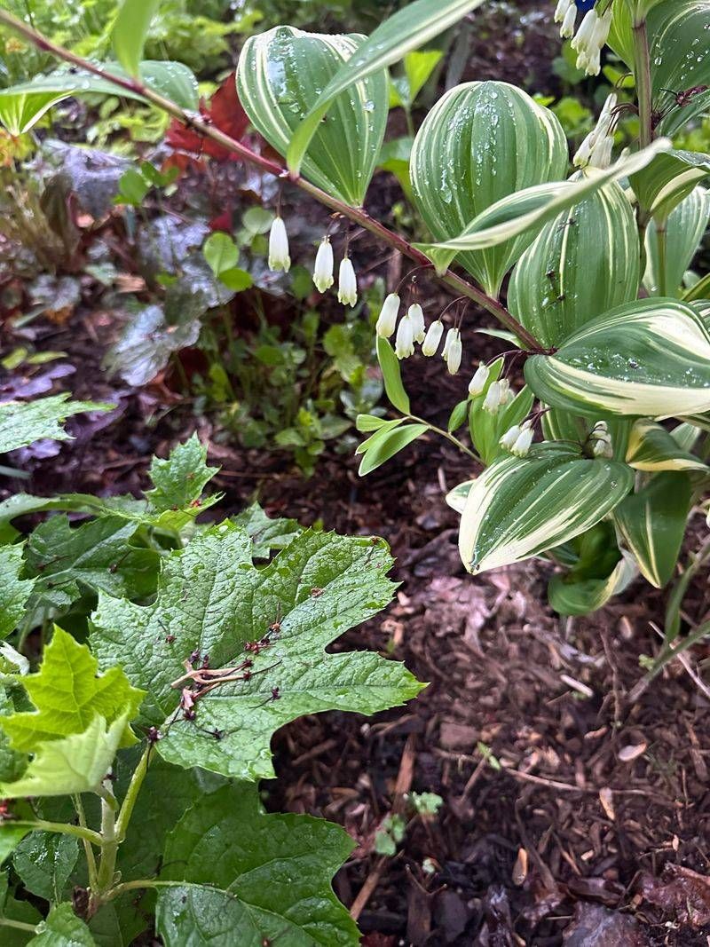 Solomon’s Seal (Polygonatum)