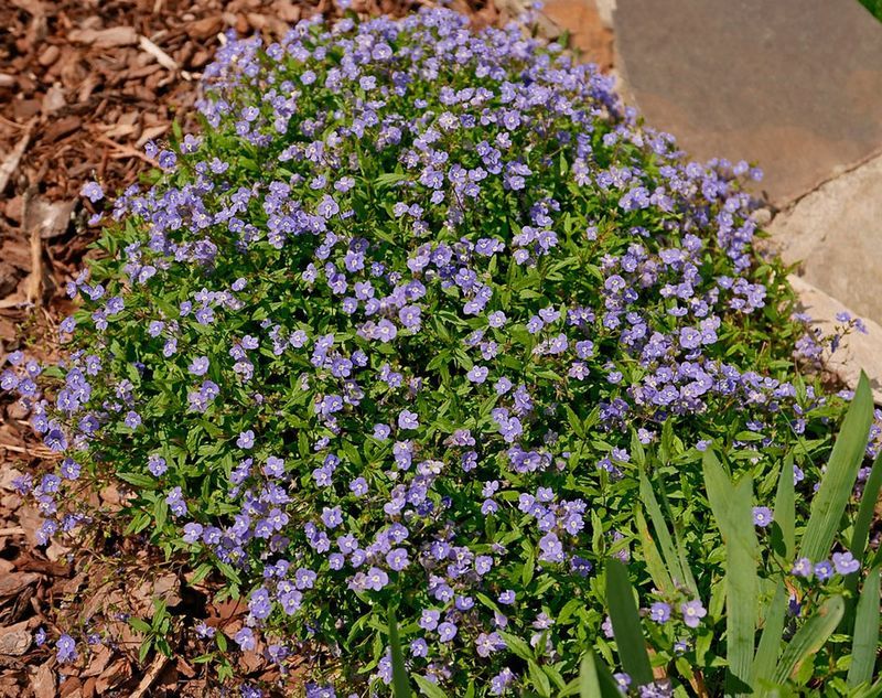 Speedwell (Veronica 'Georgia Blue')