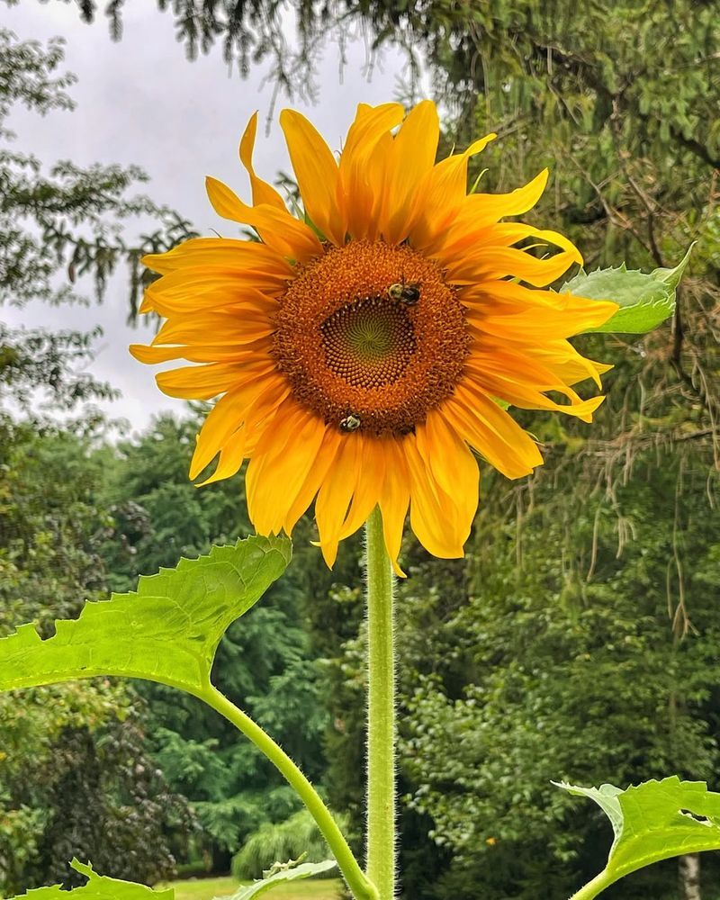 Sunflowers For Cheerful Heights