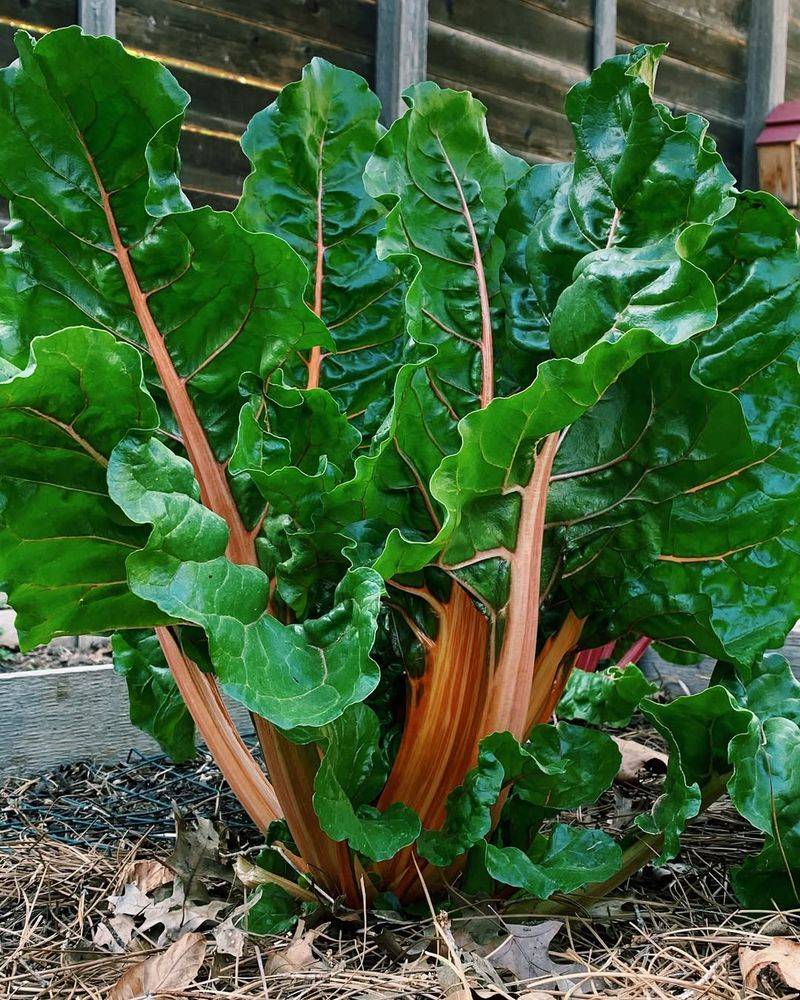 Swiss Chard