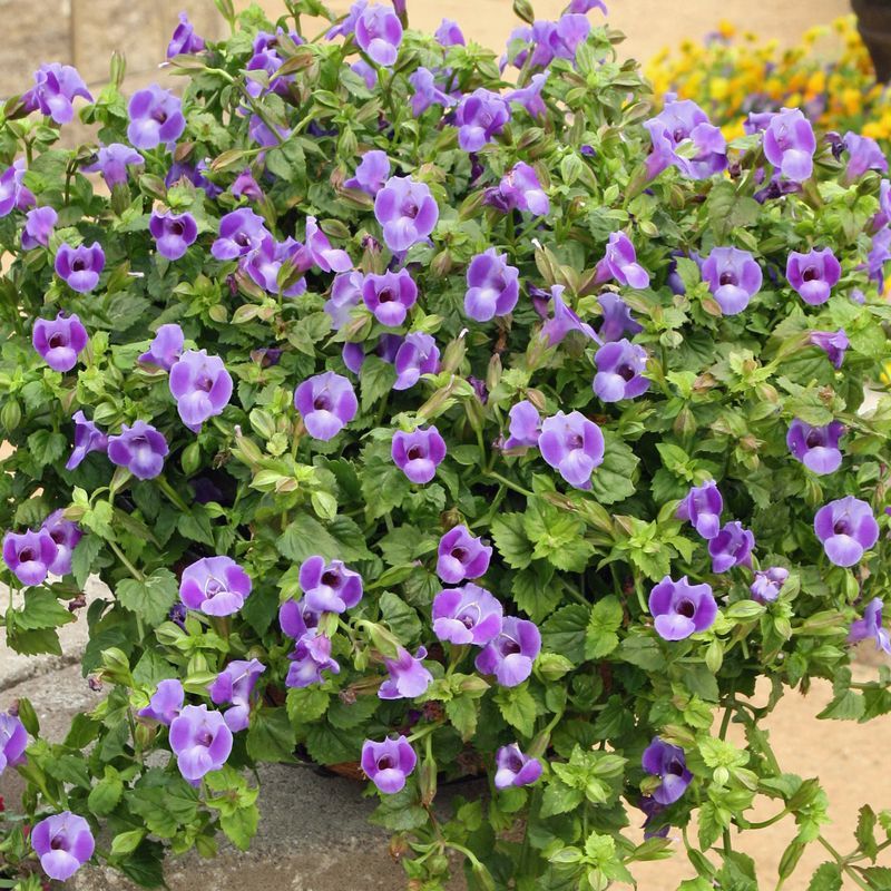 Torenia For Continuous Color