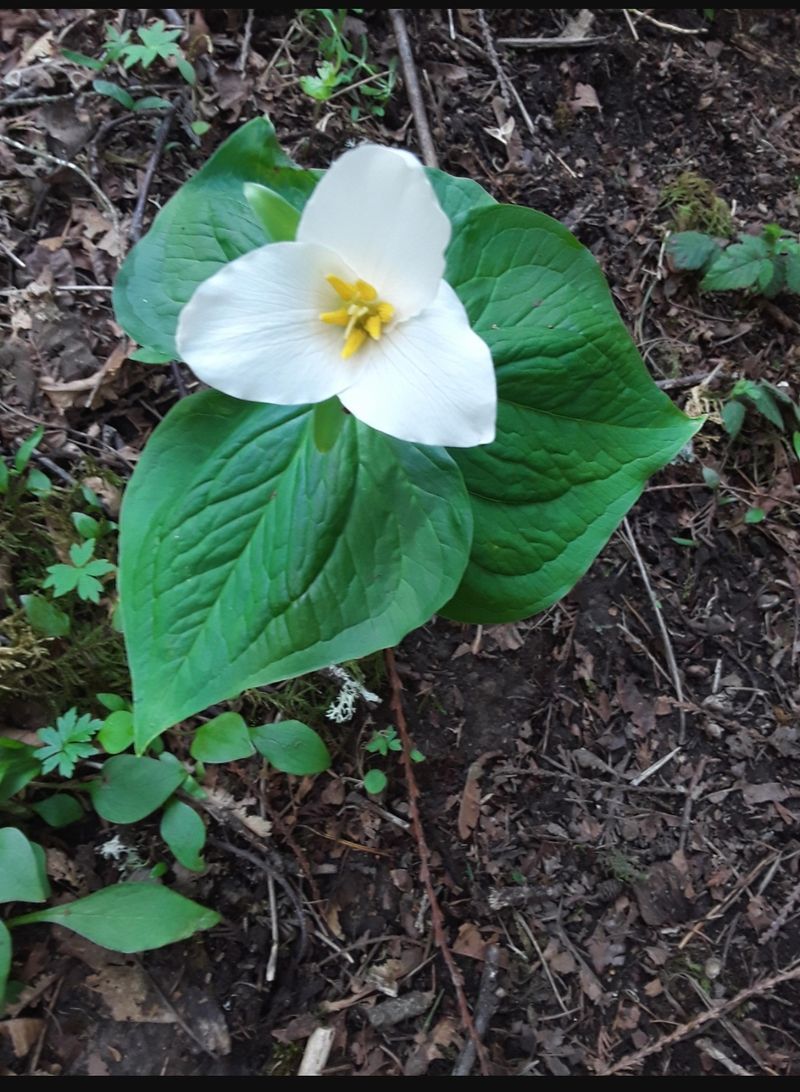 Trillium (Trillium spp.)