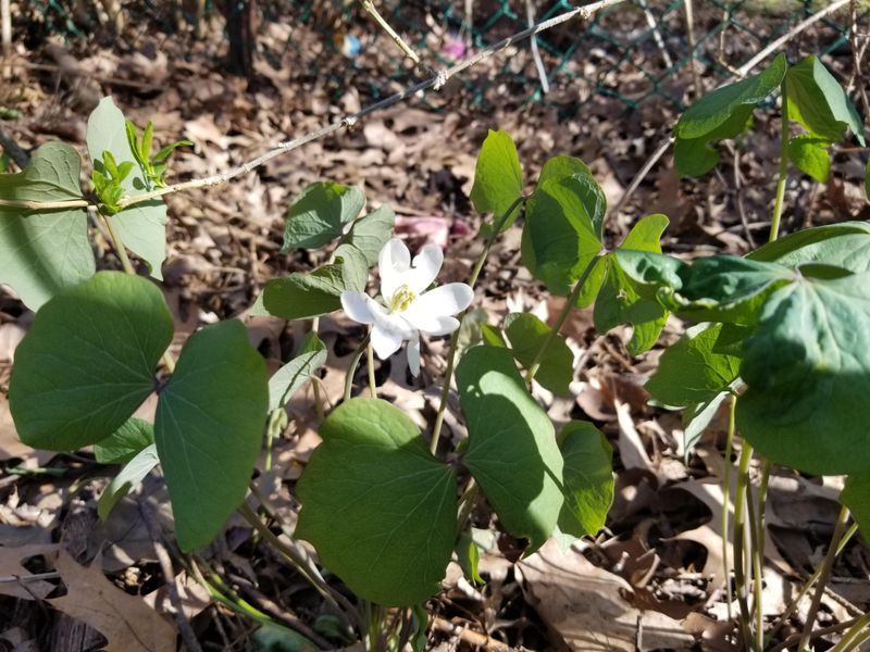 Twinleaf (Jeffersonia diphylla)