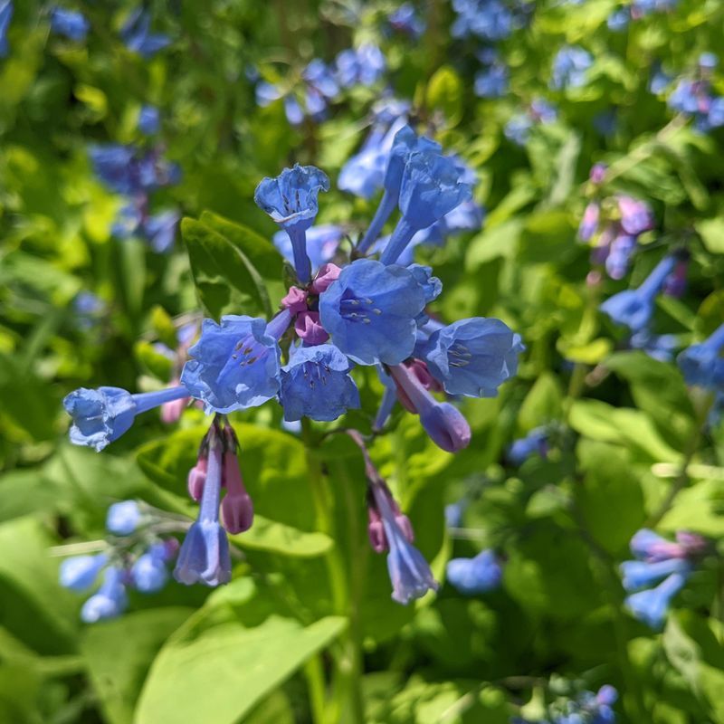 Virginia Bluebells (Mertensia virginica)