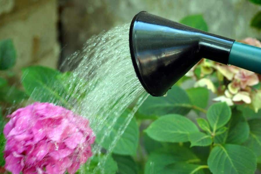 Watering can gently soaking the soil around a blooming hydrangea shrub representing regular care and things to do in March for healthy hydrangea.