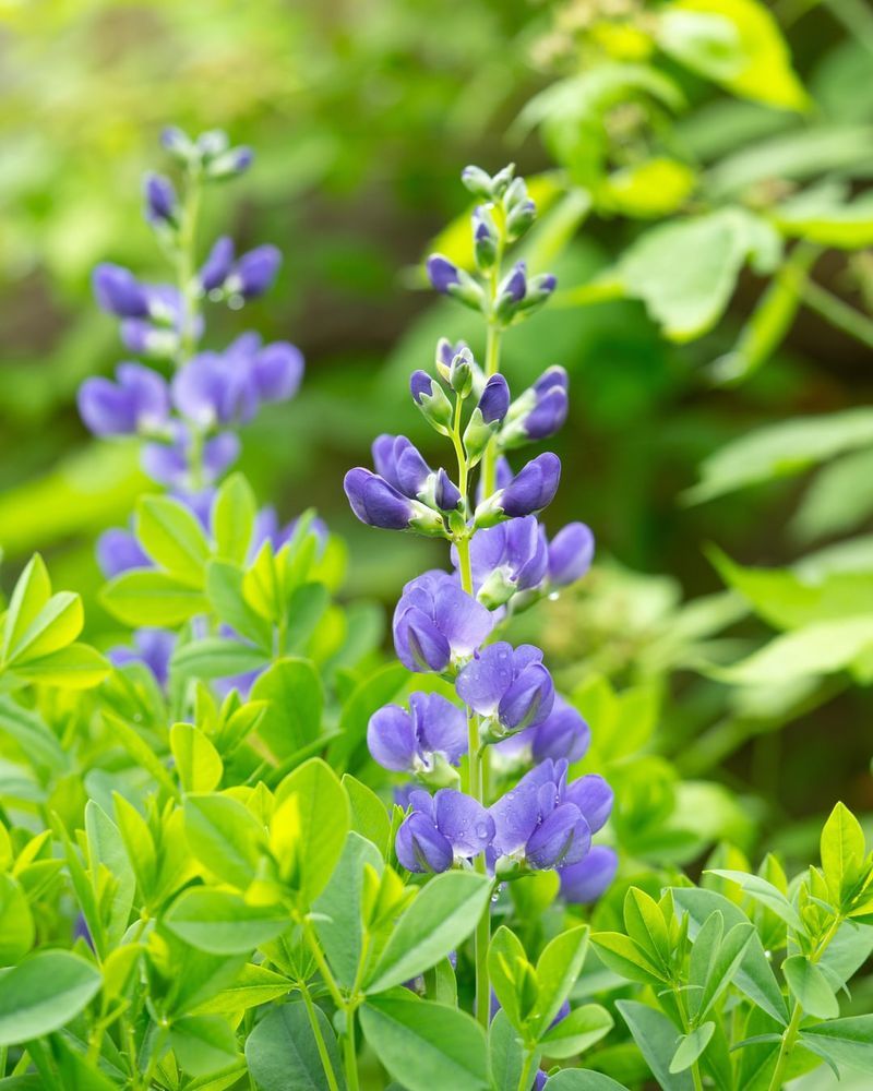 Wild Blue Indigo (Baptisia australis)