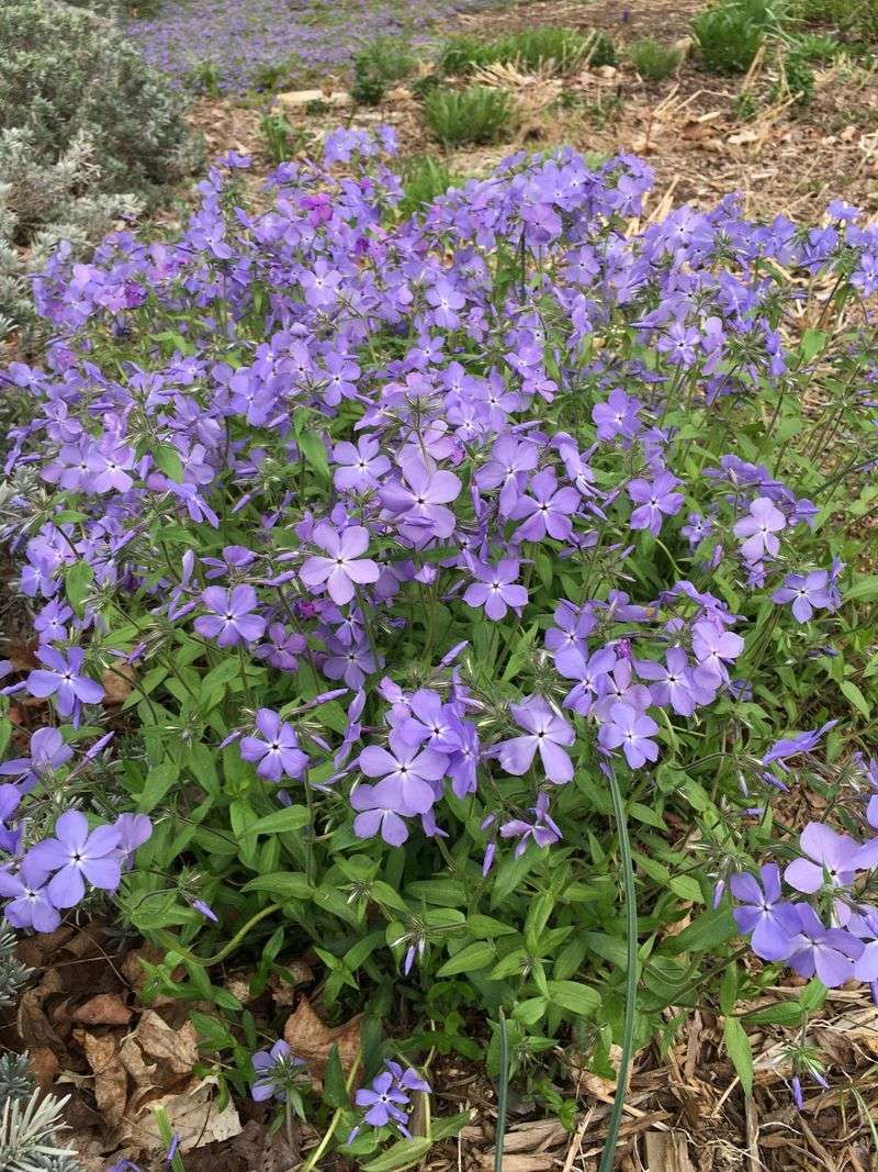 Woodland Phlox (Phlox divaricata)