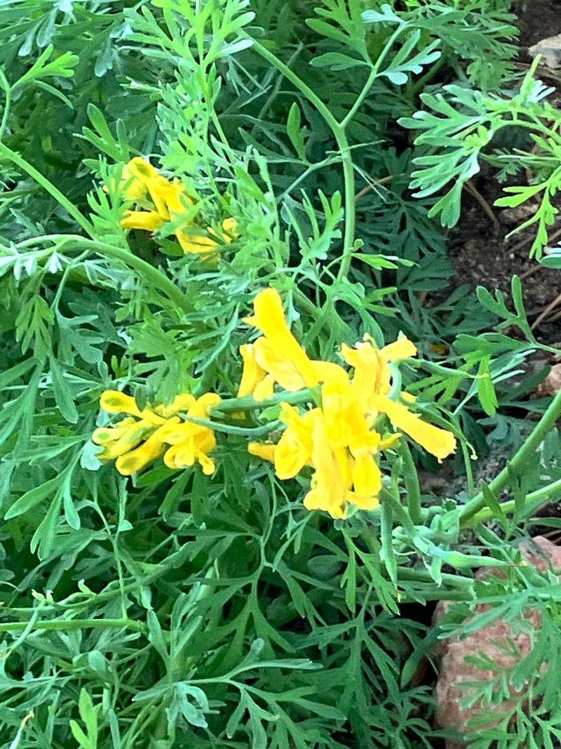 Yellow Corydalis (Corydalis lutea)