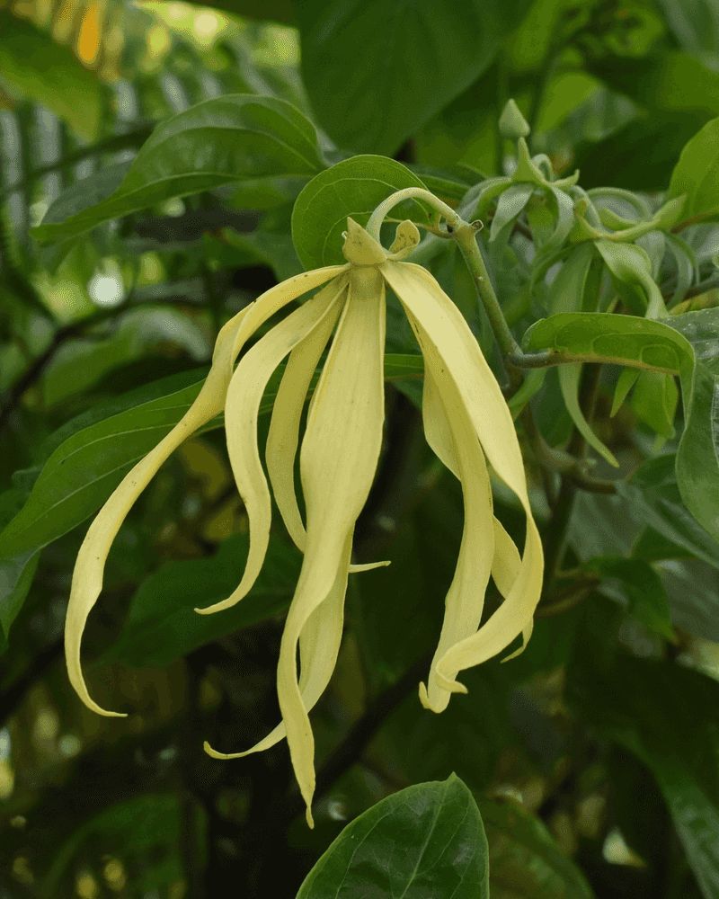 Ylang-Ylang Tree (Cananga odorata)