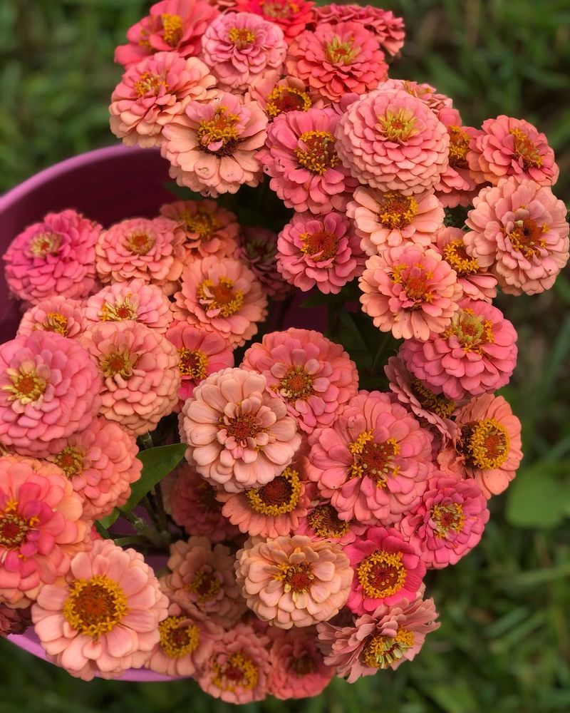 Zinnias For Endless Blooms