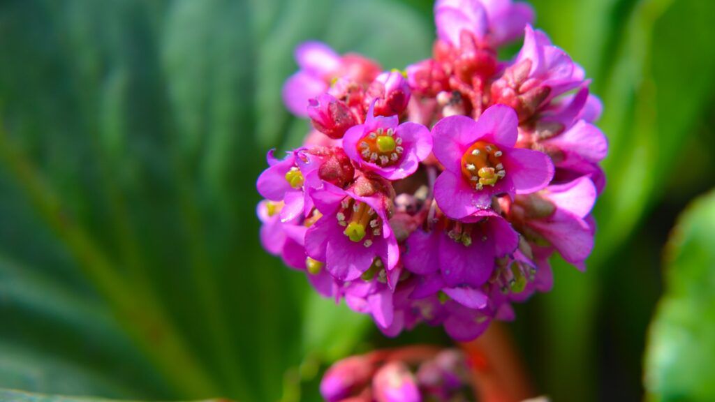 bergenia
