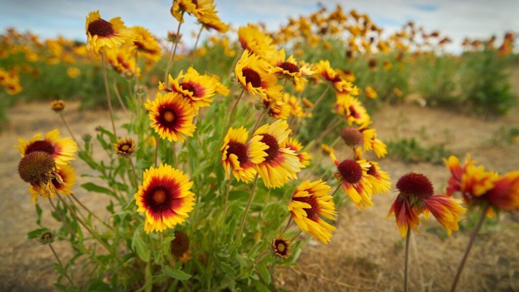 blanket flower