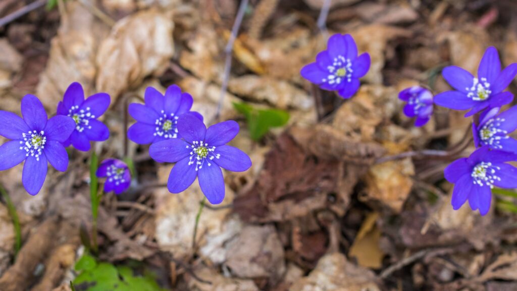 blooming hepatica plant