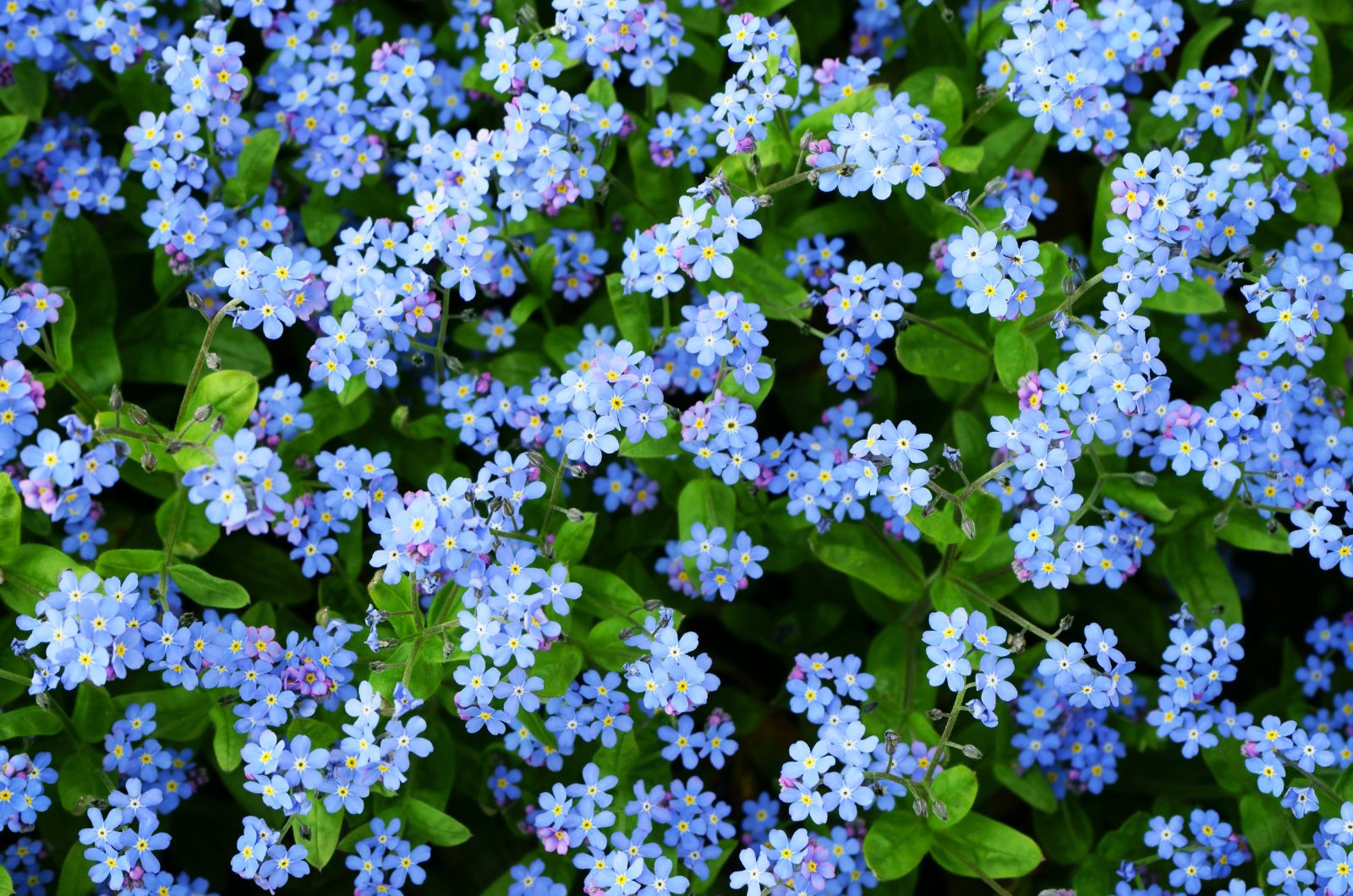 blue spring flowers