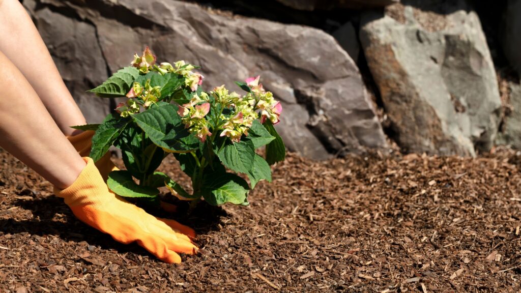 female gardener spreading mulch around a hydrangea plant