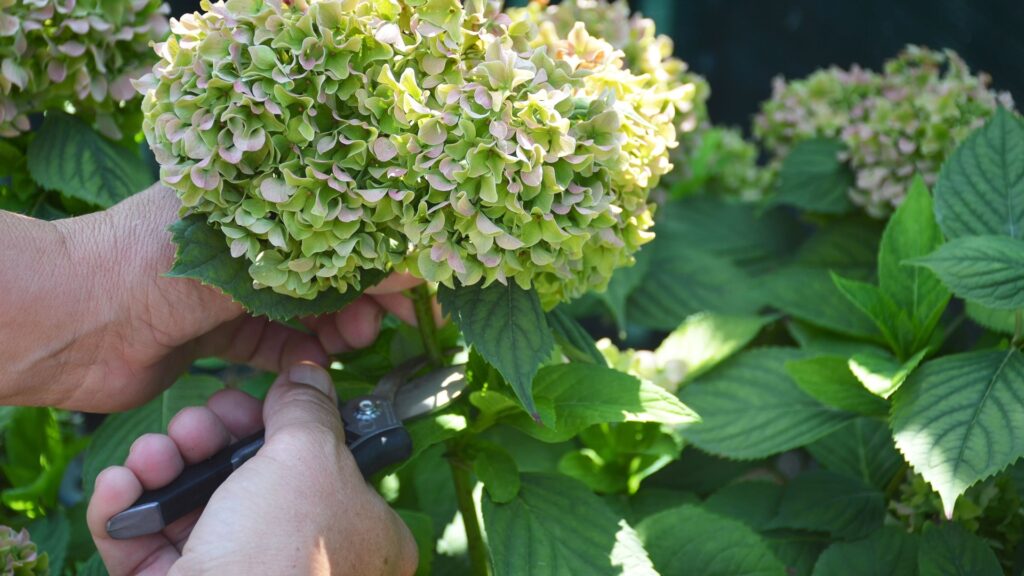 gardener deadheads hydrangeas