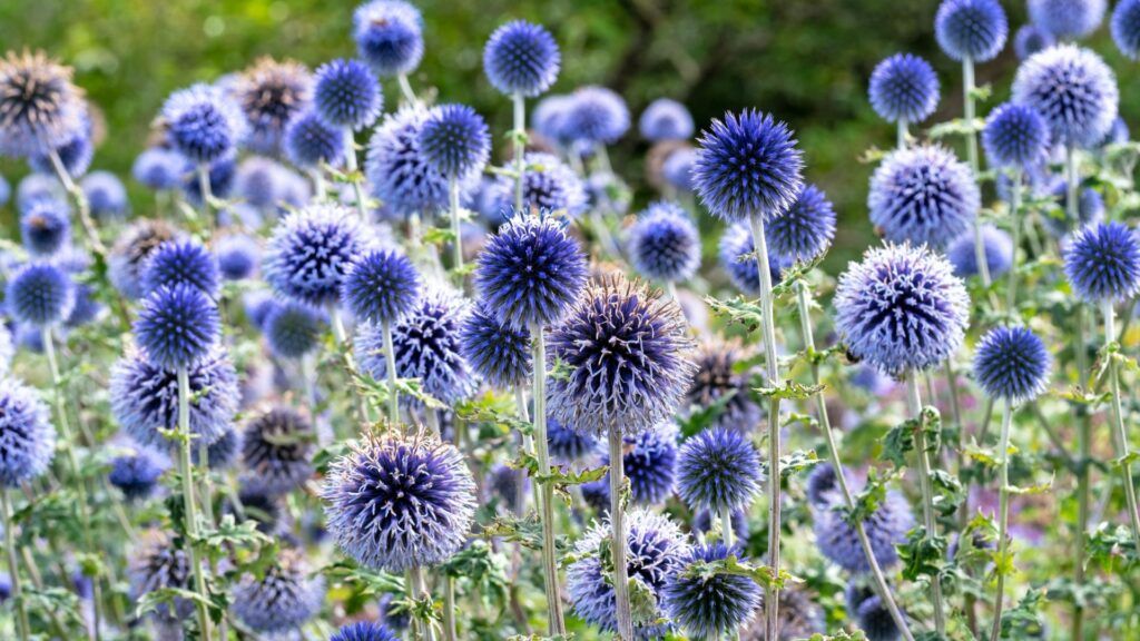 globe thistle flowers