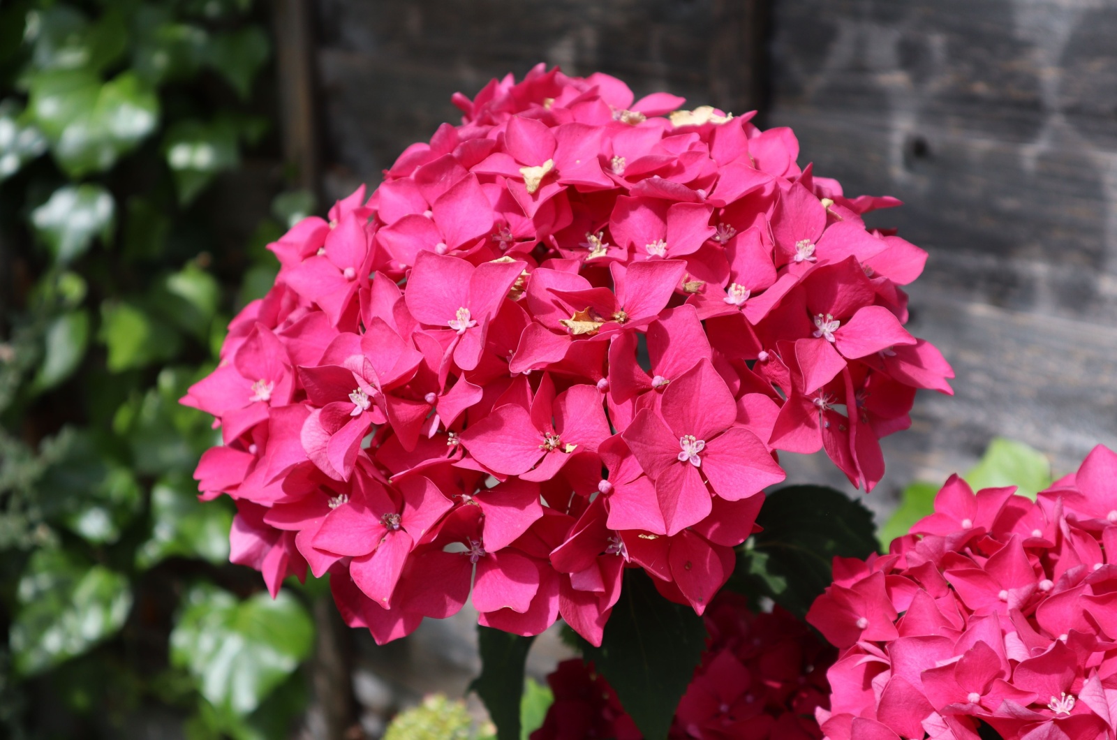pink hydrangeas blossom